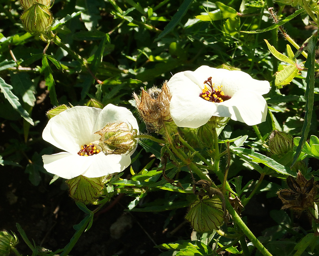 Image of Hibiscus trionum specimen.