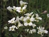 Saxifraga granulata