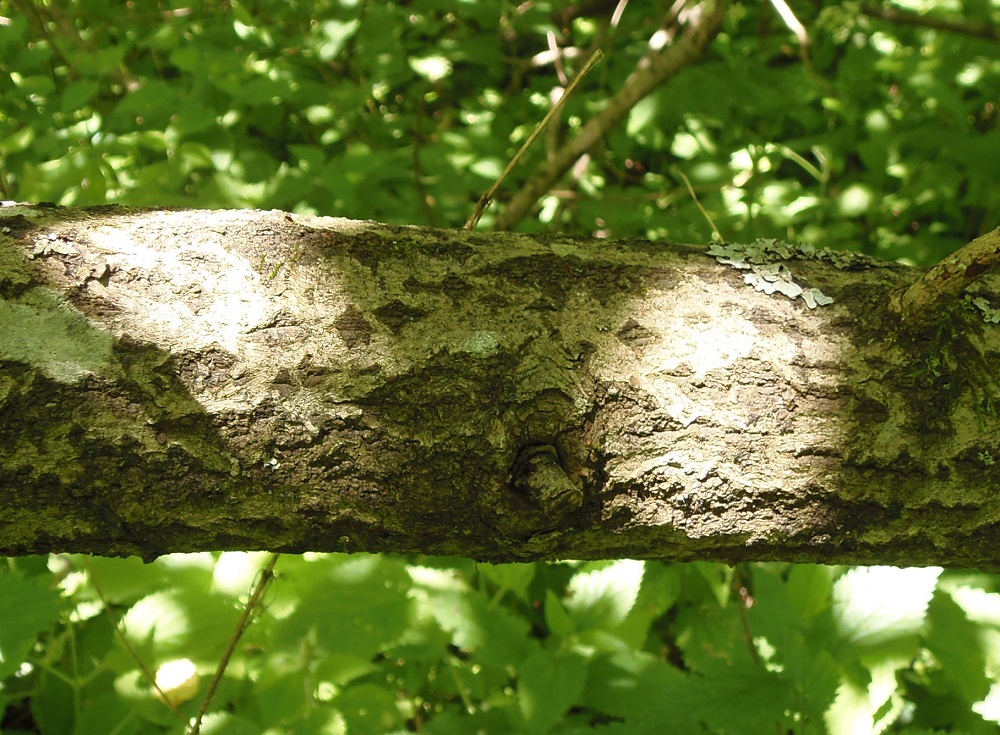 Image of Salix caprea specimen.