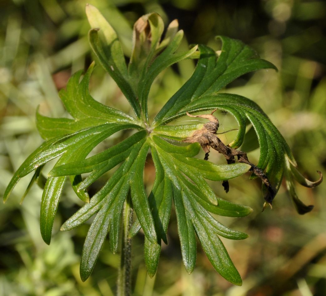 Image of Delphinium fissum specimen.