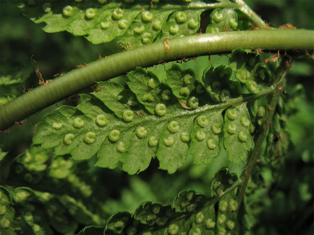 Изображение особи Dryopteris dilatata.