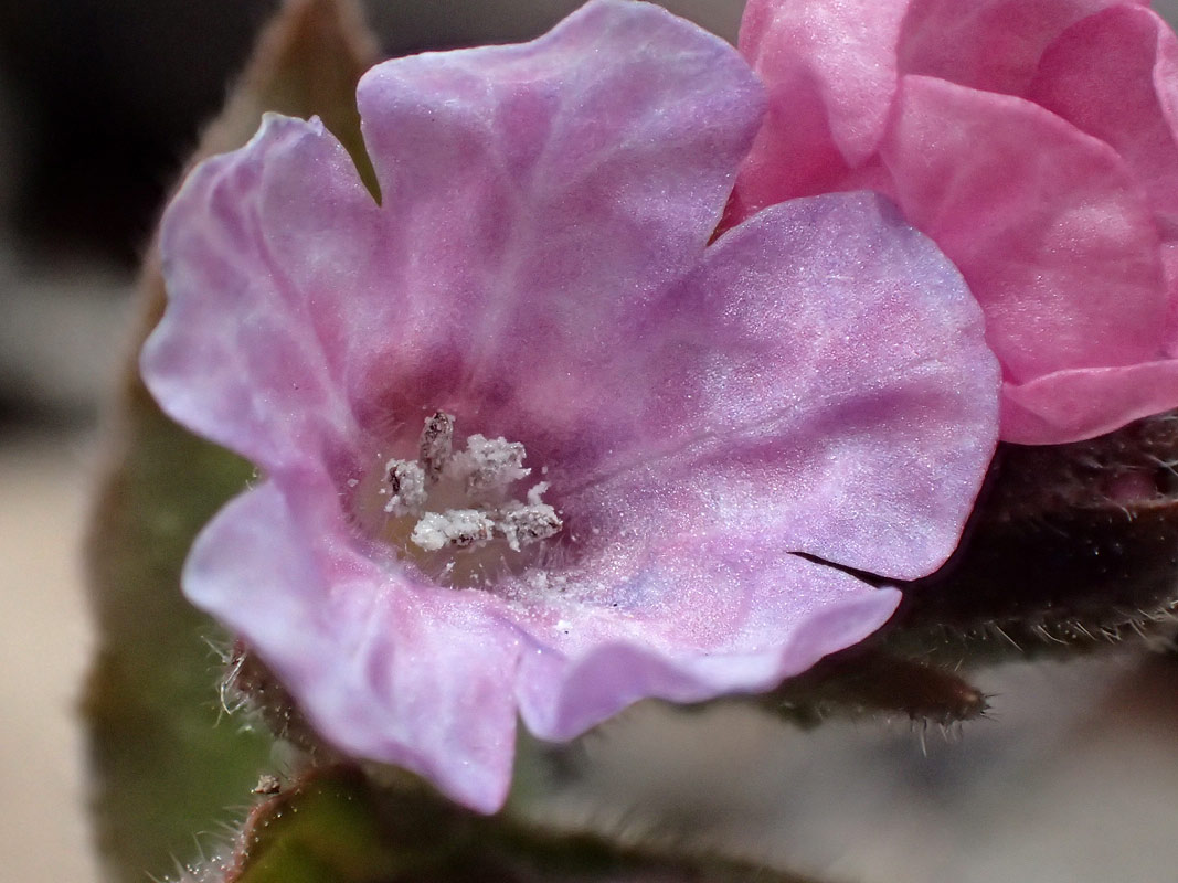 Image of Pulmonaria obscura specimen.