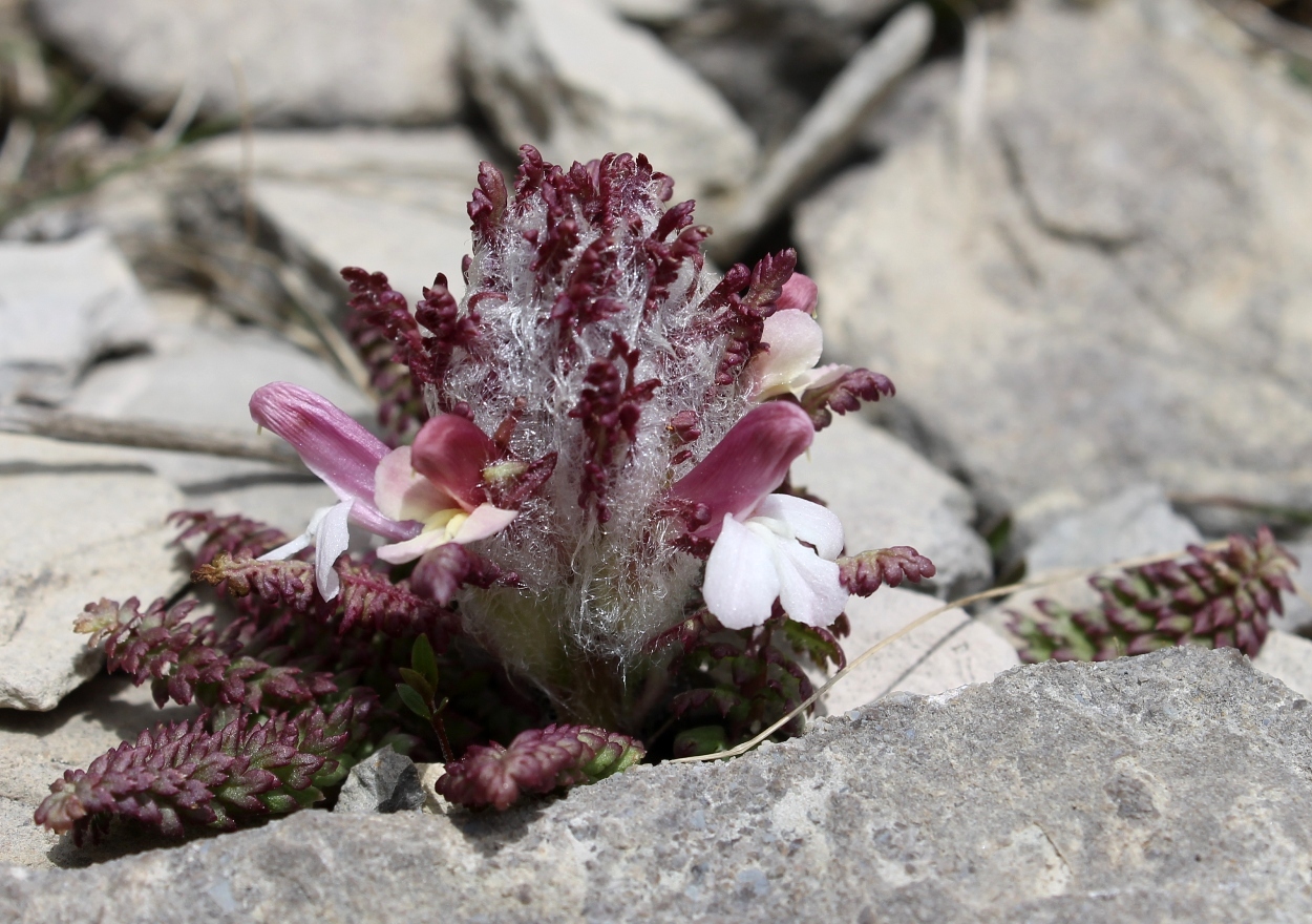 Image of Pedicularis balkharica specimen.