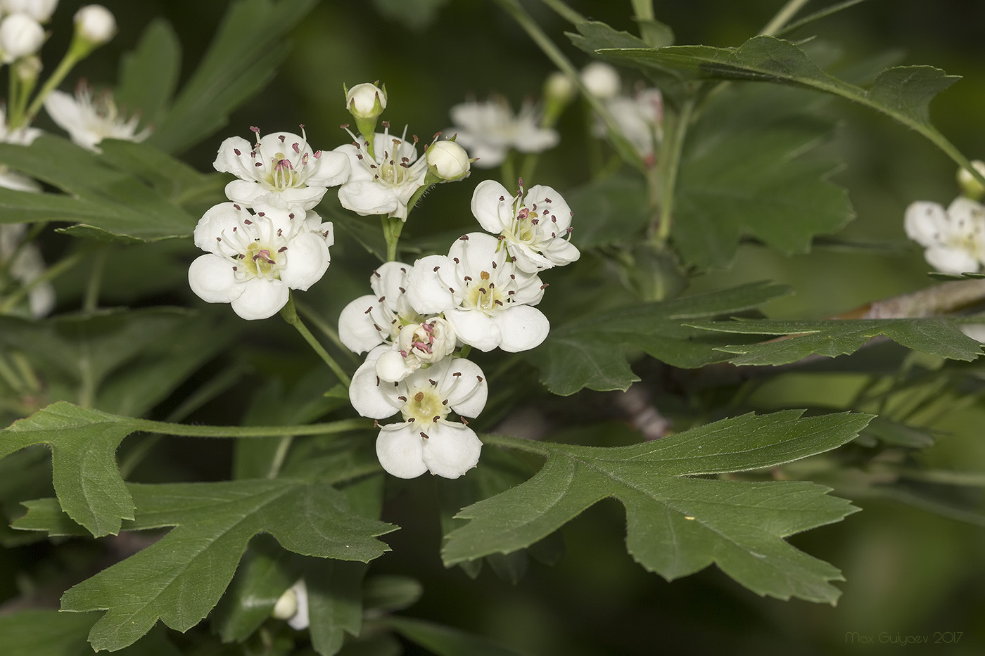 Image of genus Crataegus specimen.