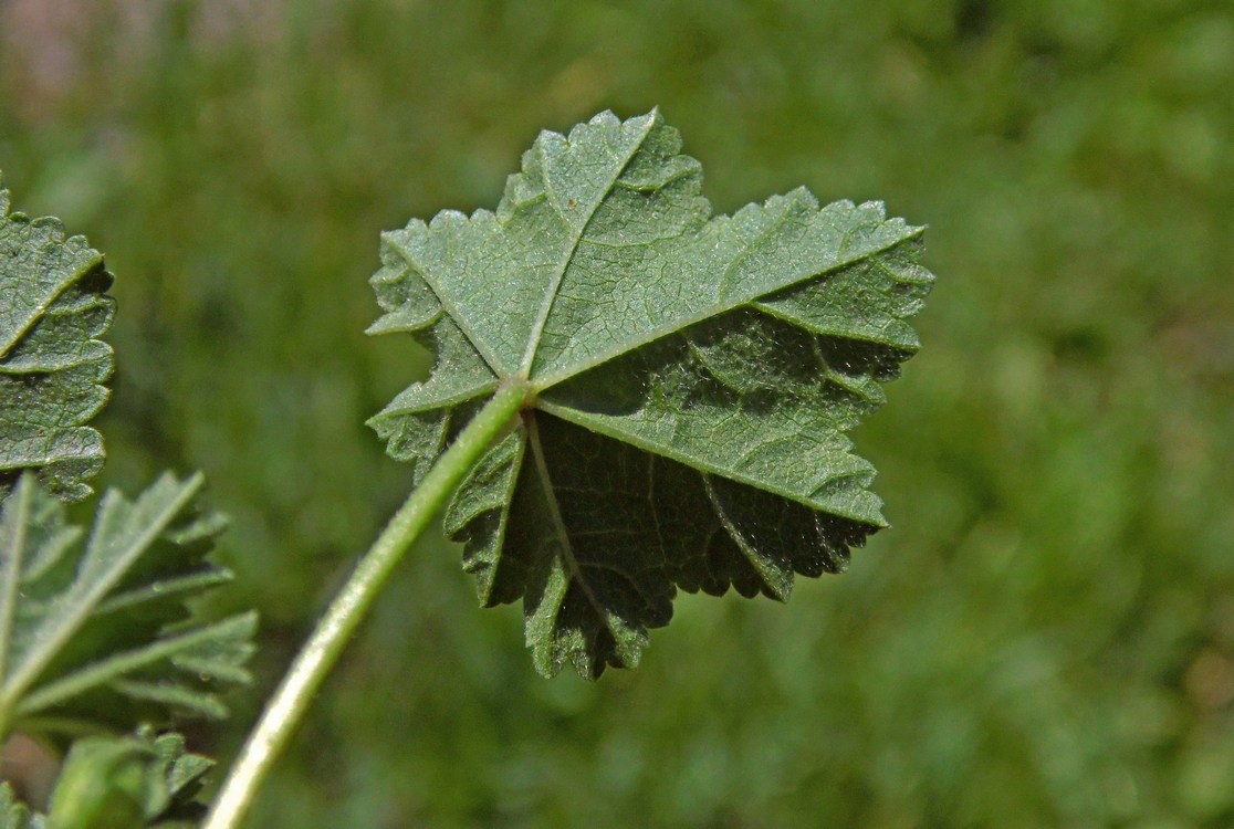 Image of Malva neglecta specimen.