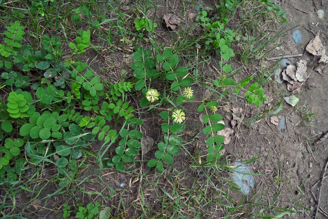 Image of Astragalus glycyphyllos specimen.