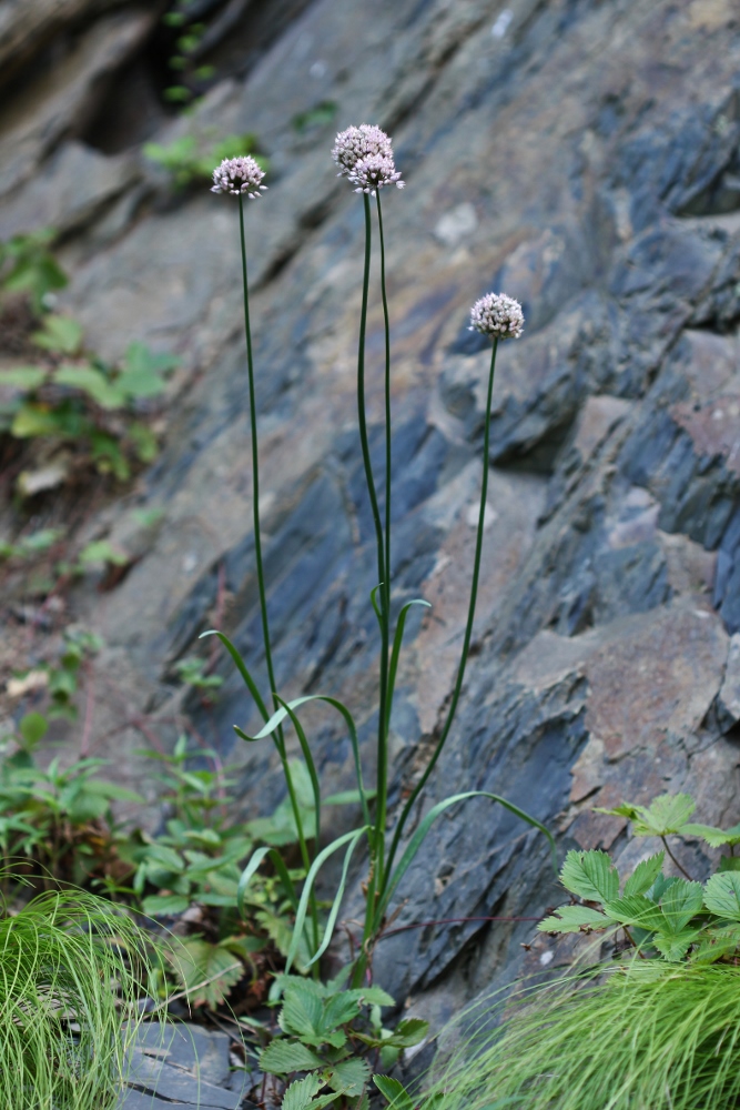 Изображение особи Allium prokhanovii.