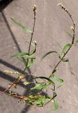 Смотреть изображение род Persicaria