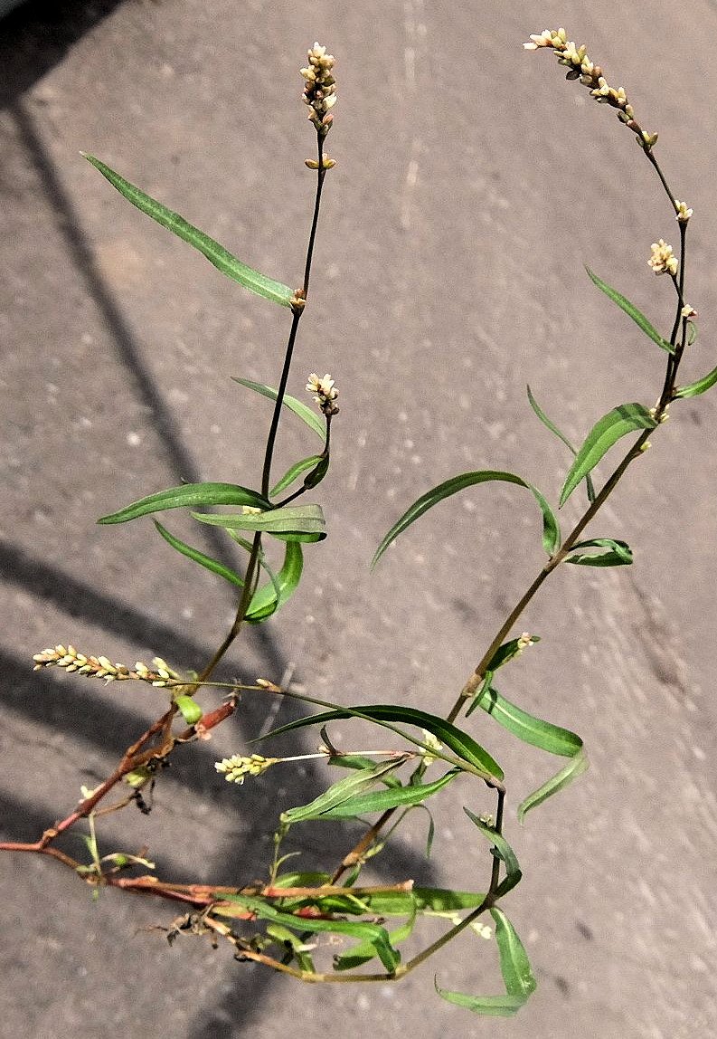 Image of genus Persicaria specimen.