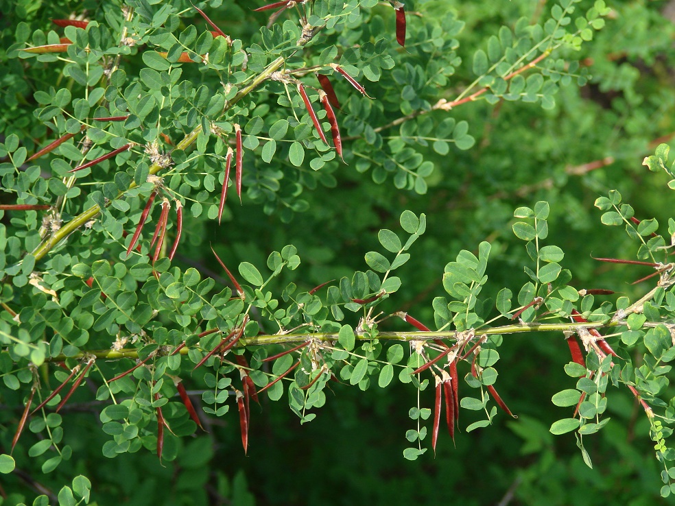 Image of Caragana arborescens specimen.