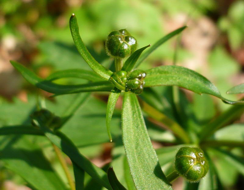 Изображение особи Ranunculus cassubicus.