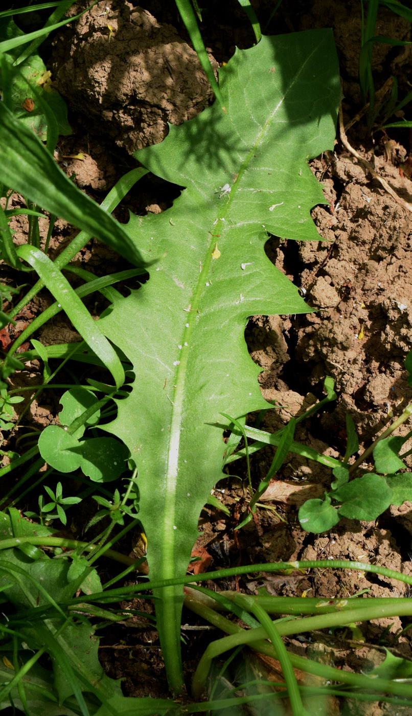 Image of genus Taraxacum specimen.