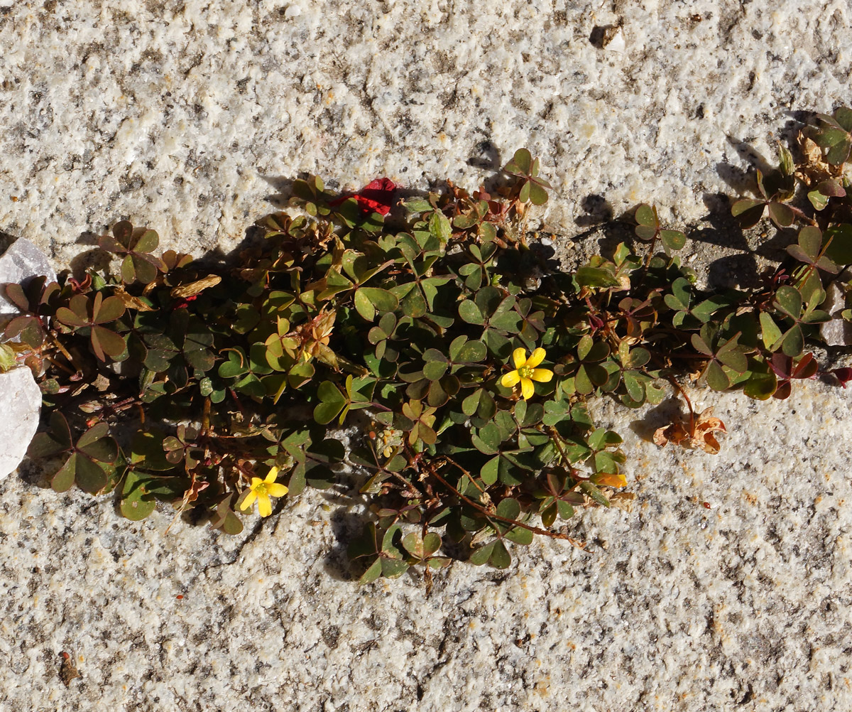 Image of Oxalis corniculata specimen.