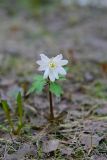 Anemone altaica