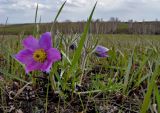 Pulsatilla turczaninovii