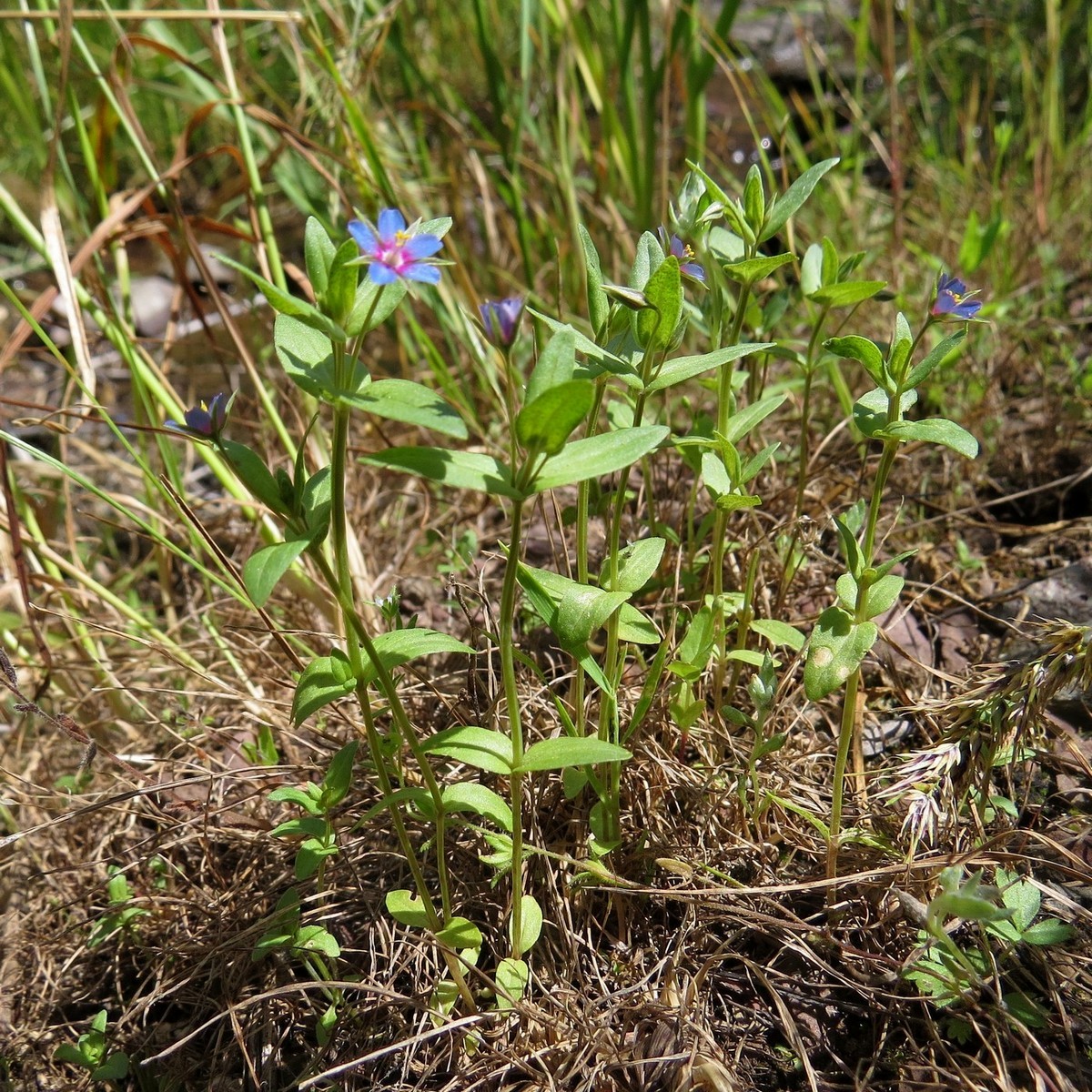 Image of Anagallis foemina specimen.