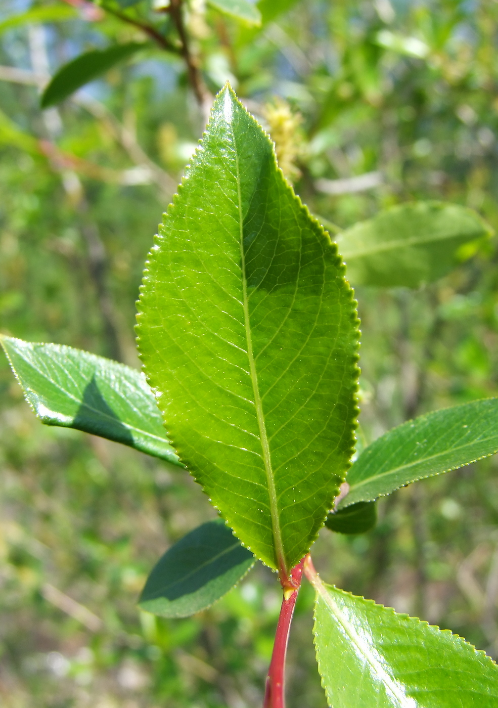 Изображение особи Salix pseudopentandra.