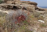 Rumex tuberosus subspecies creticus. Плодоносящее растение в сообществе с засохшим Anthyllis hermanniae. Греция, Эгейское море, север о-ва Парос, национальный парк Св. Яниса Детис Колимбифрес; скалистый берег моря. 13.04.2018.