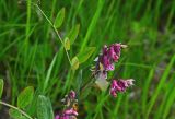 Смотреть изображение Lathyrus pisiformis
