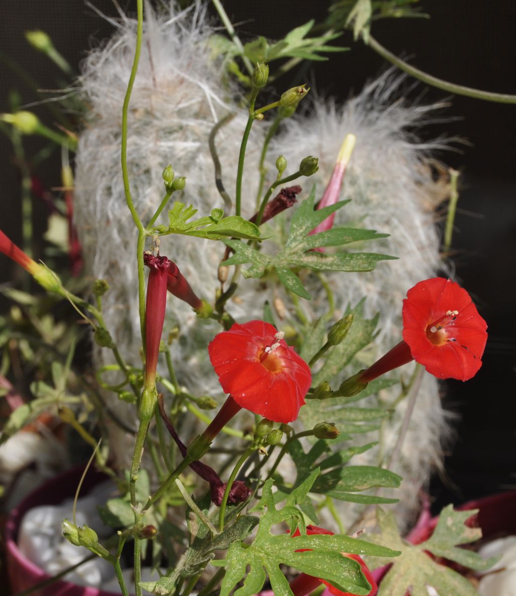 Image of Ipomoea &times; multifida specimen.