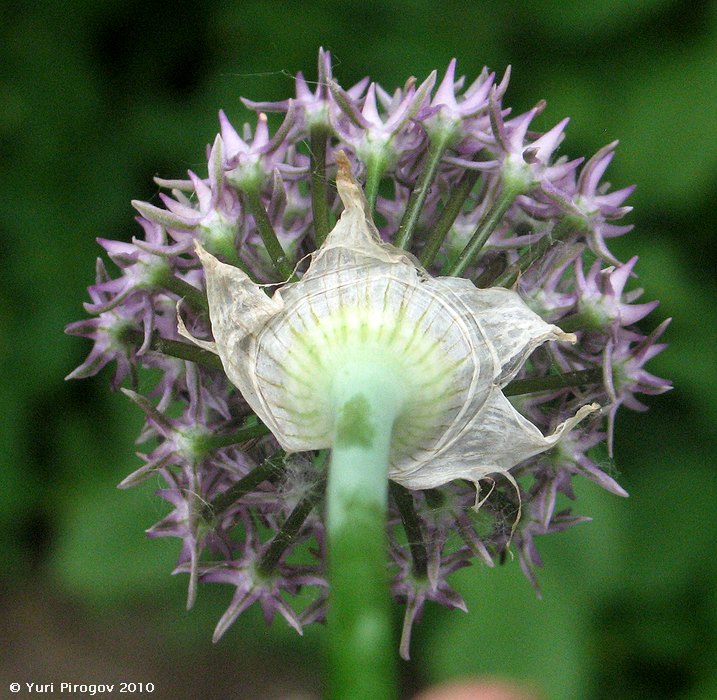 Image of Allium cyrilli specimen.