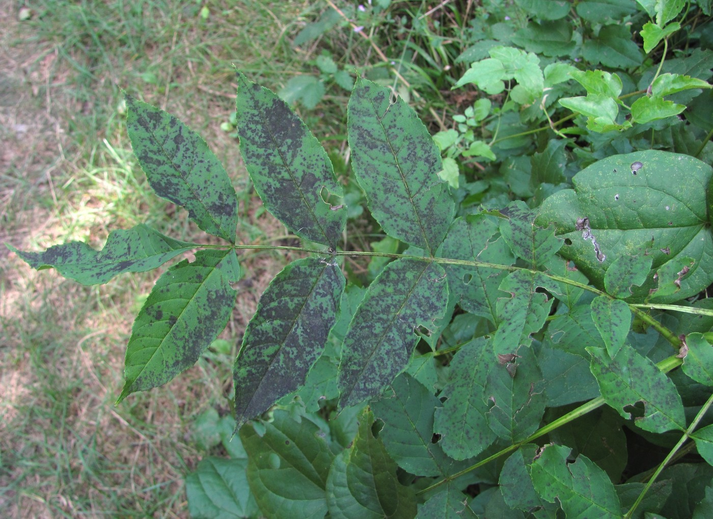 Image of Fraxinus excelsior specimen.