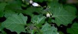 Solanum subspecies schultesii