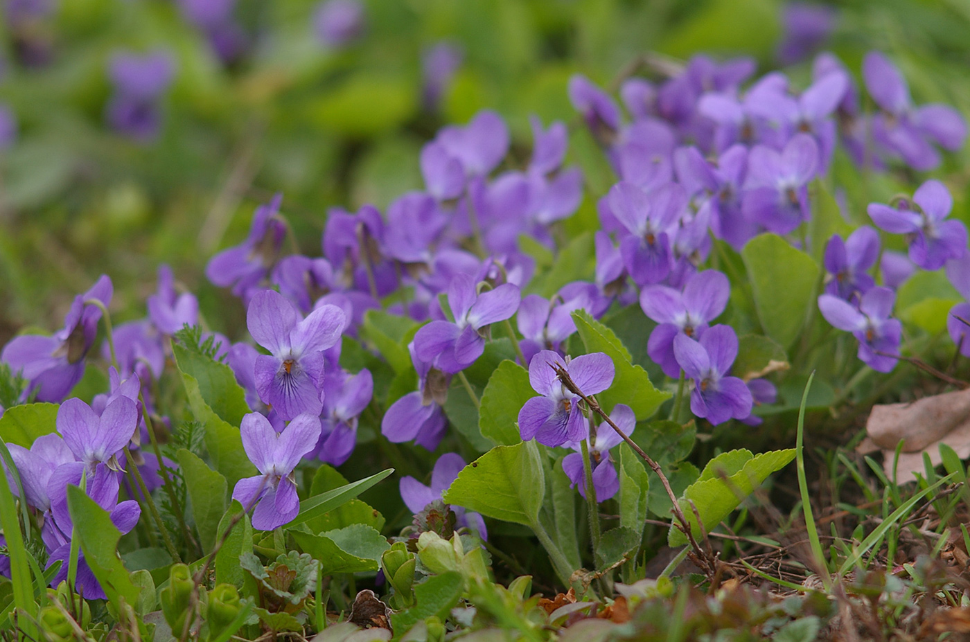 Image of genus Viola specimen.