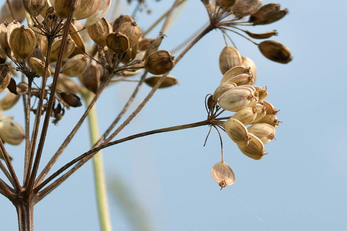 Image of Heracleum sibiricum specimen.