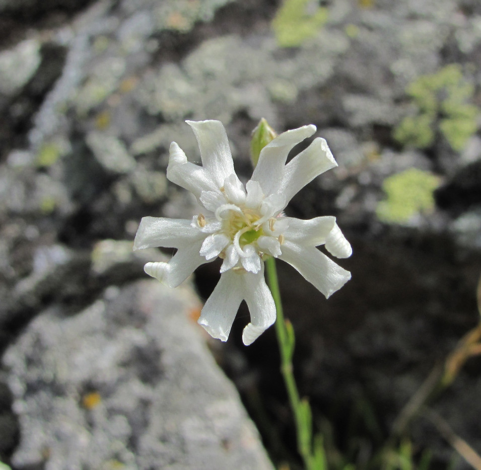 Image of Silene linearifolia specimen.