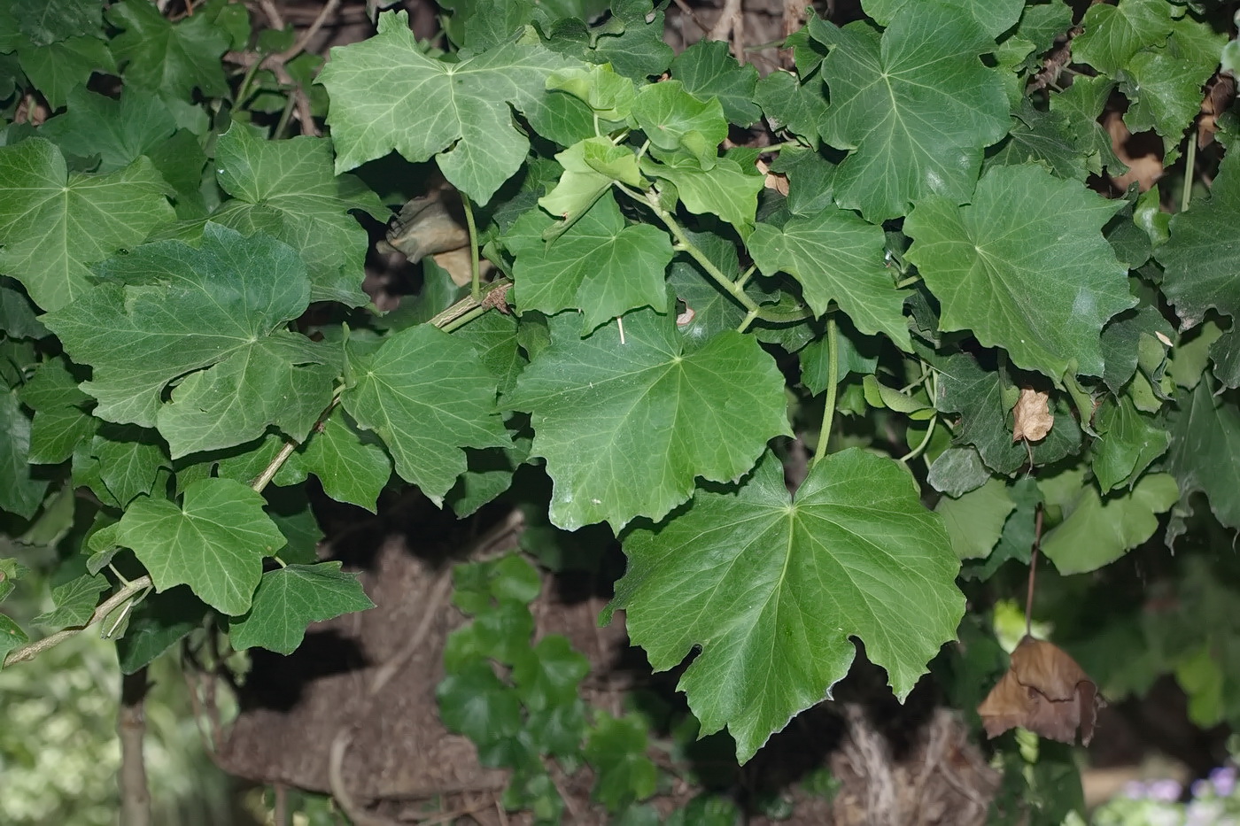 Изображение особи Hedera helix.