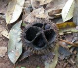 View full-size image Durio zibethinus