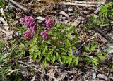 Corydalis subjenisseensis