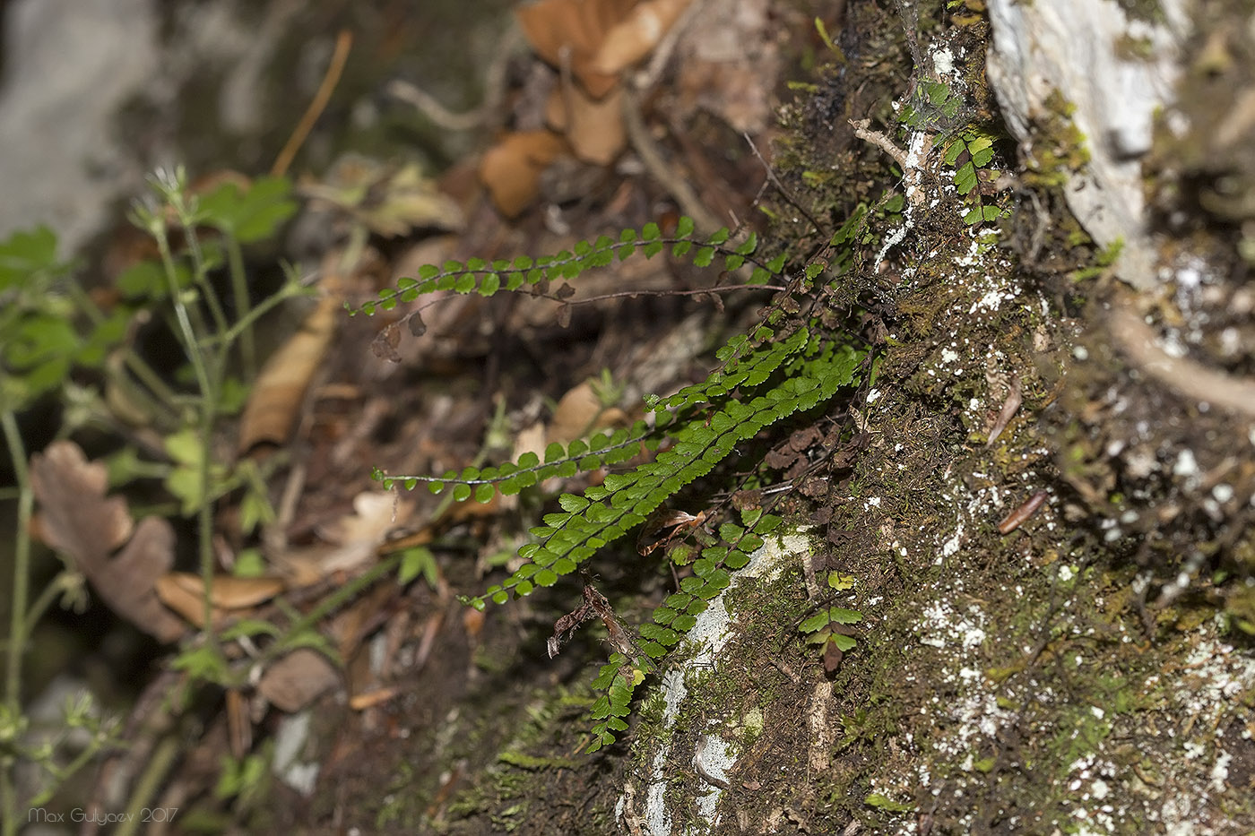 Изображение особи Asplenium trichomanes.