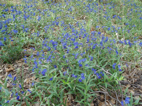 Изображение особи Aegonychon purpureocaeruleum.