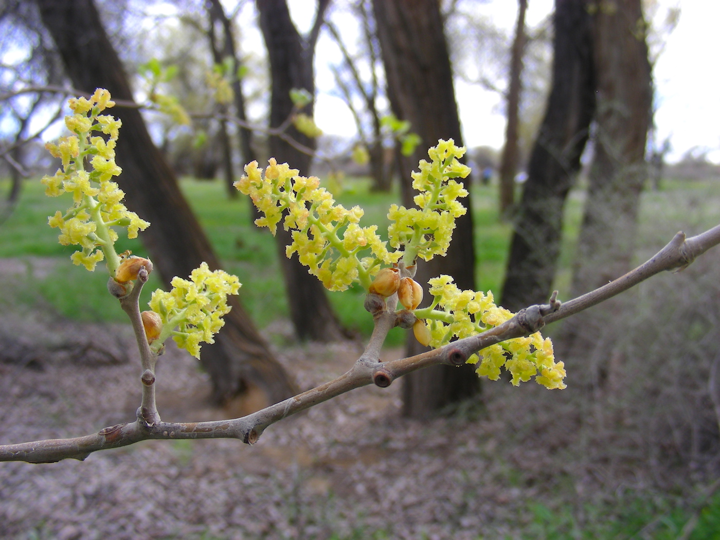 Изображение особи Populus pruinosa.