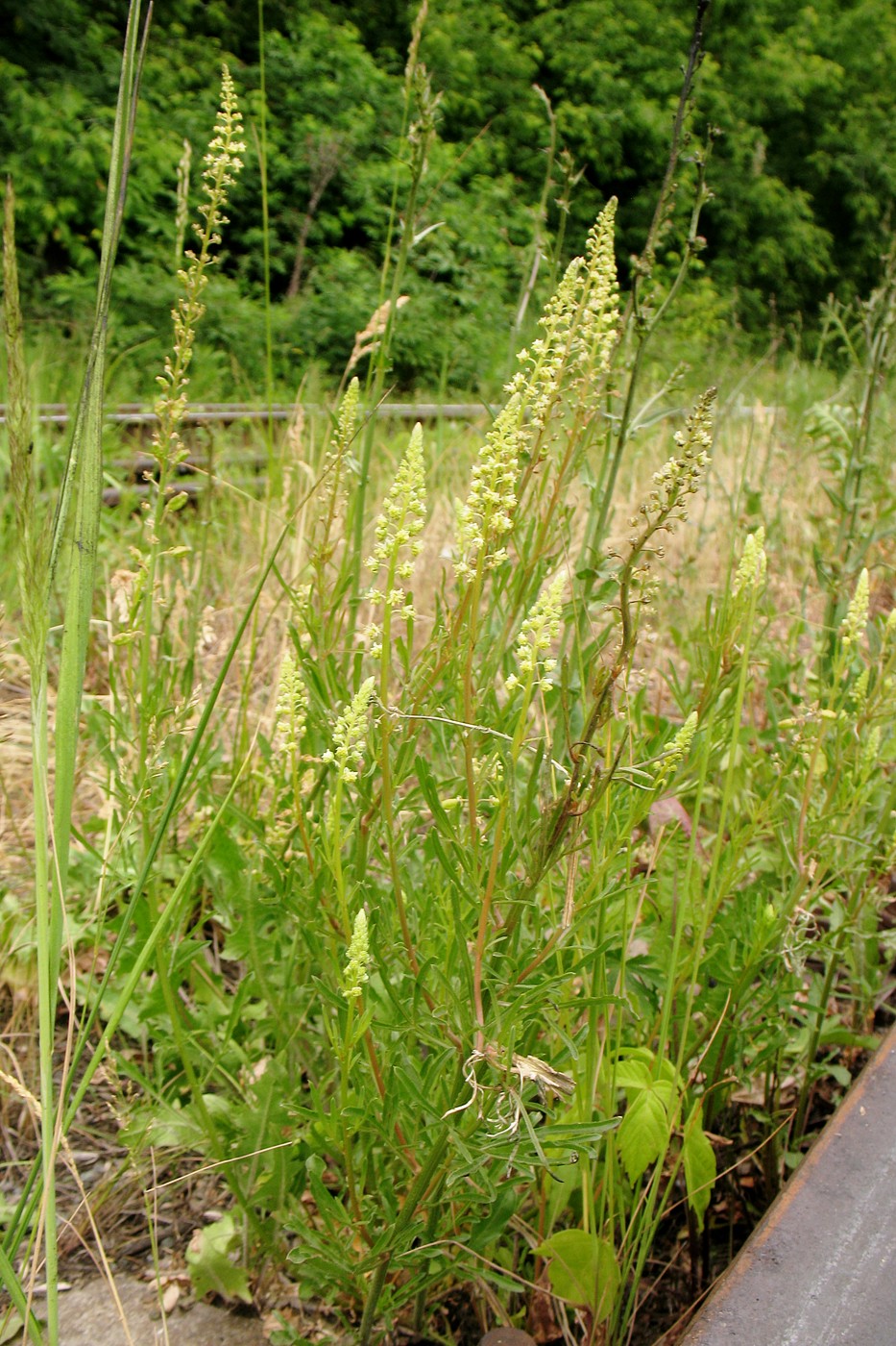 Image of Reseda lutea specimen.