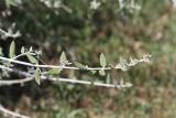 Teucrium fruticans