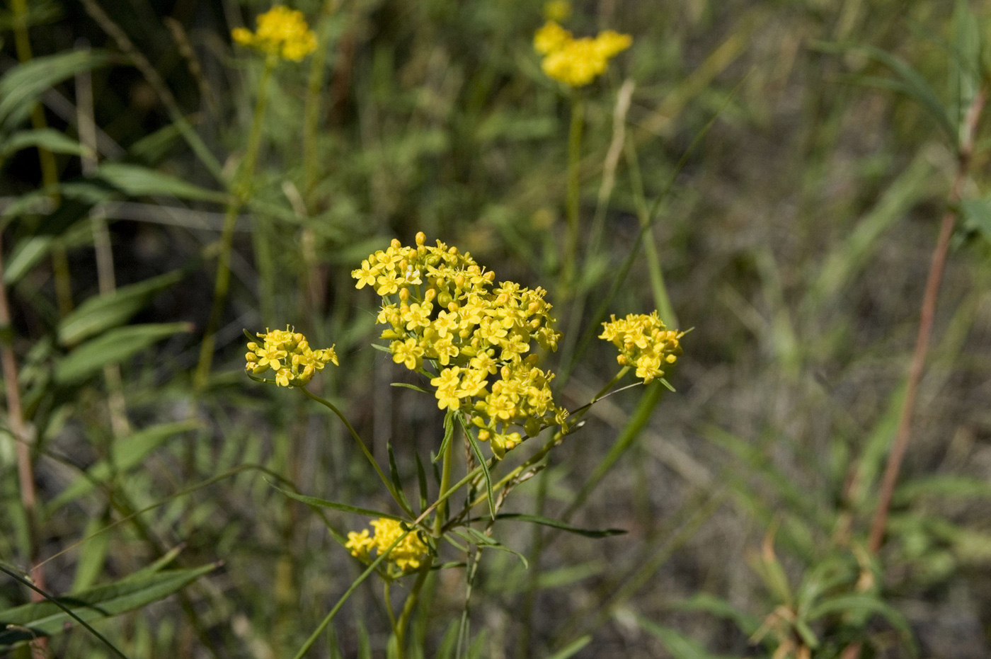 Патриния формозская (Patrinia formosana)