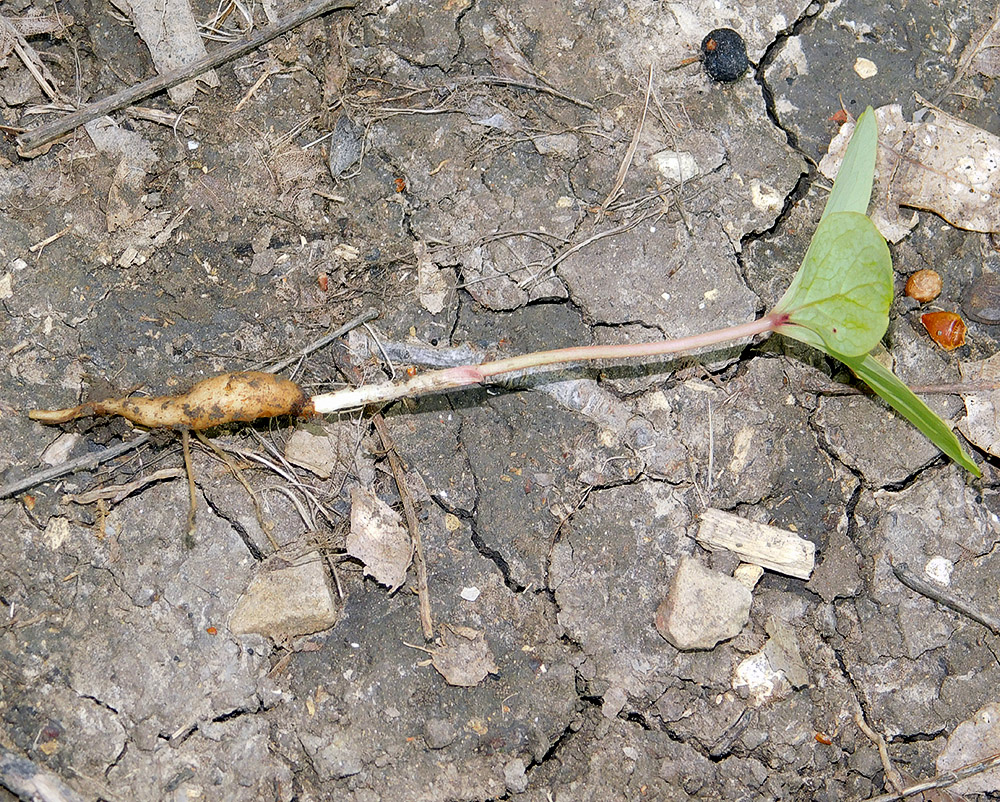 Image of Paeonia caucasica specimen.