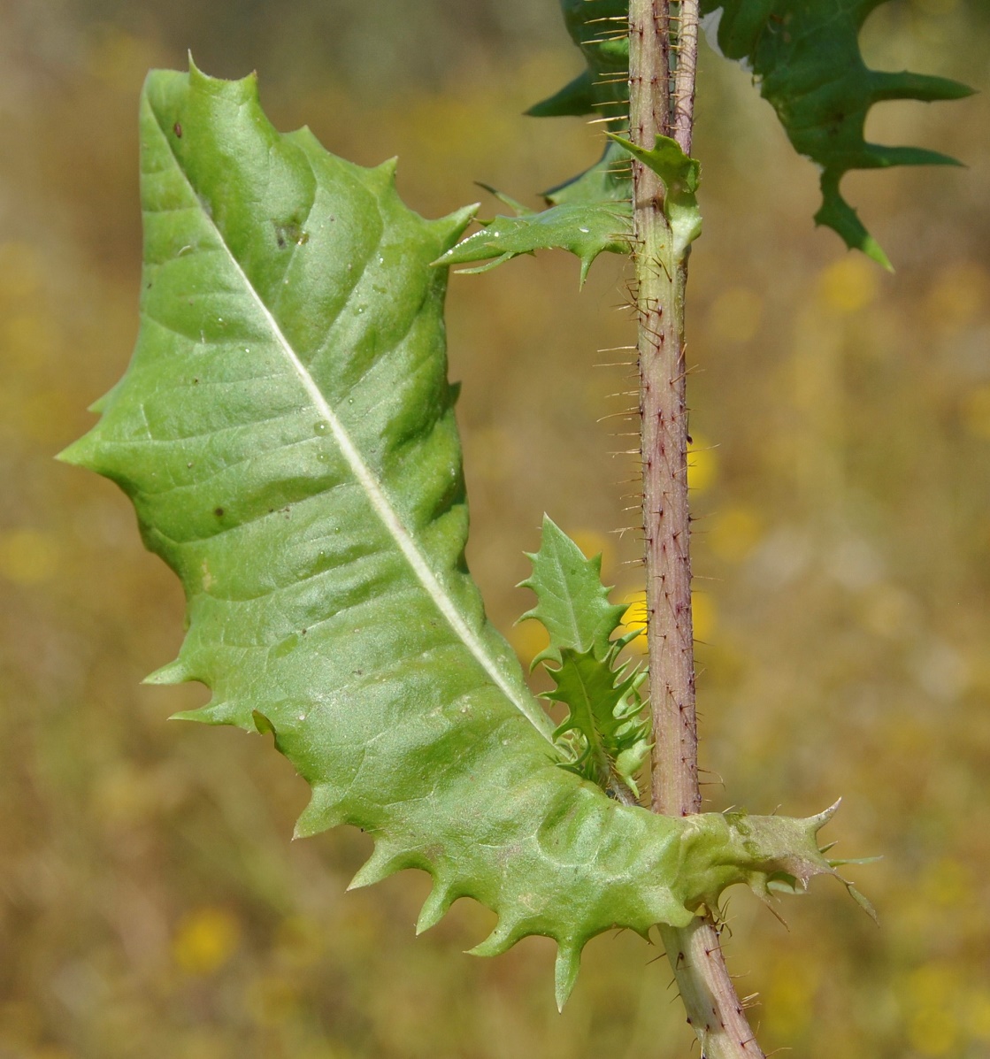 Image of Crepis aspera specimen.