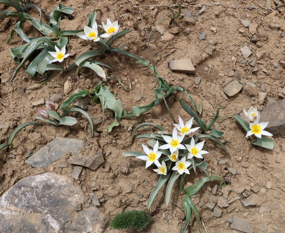 Image of Tulipa biflora specimen.