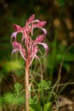 Himantoglossum comperianum