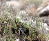 Parrya asperrima. Плодоносящее растение. Казахстан, Туркестанская обл., хр. Таласский Алатау, около 2900 м н.у.м., каменистое высокогорное плато. 05.07.2020.