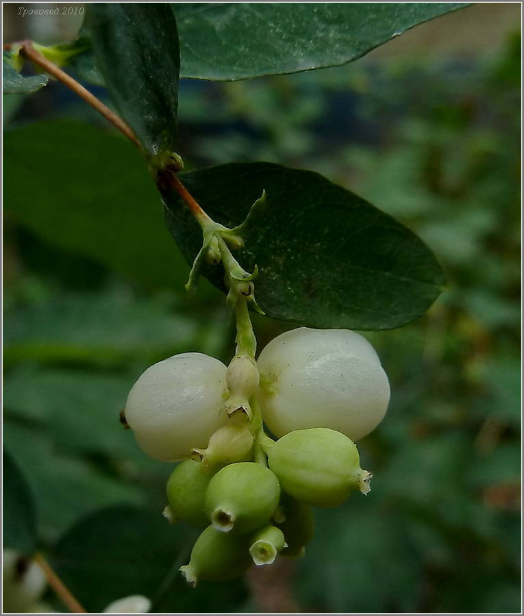 Image of Symphoricarpos albus var. laevigatus specimen.