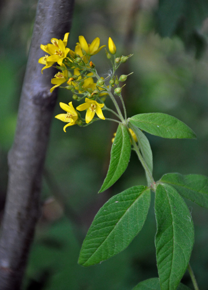 Изображение особи Lysimachia vulgaris.