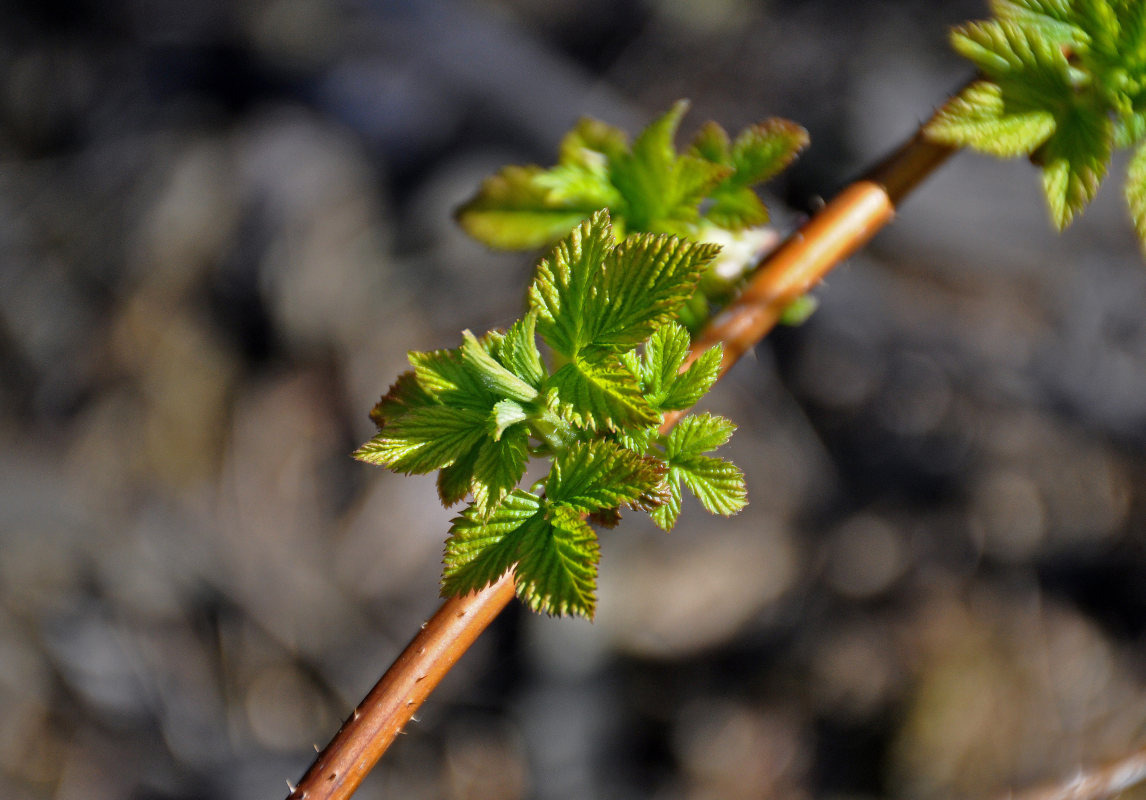 Изображение особи Rubus idaeus.