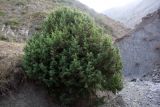 genus Juniperus