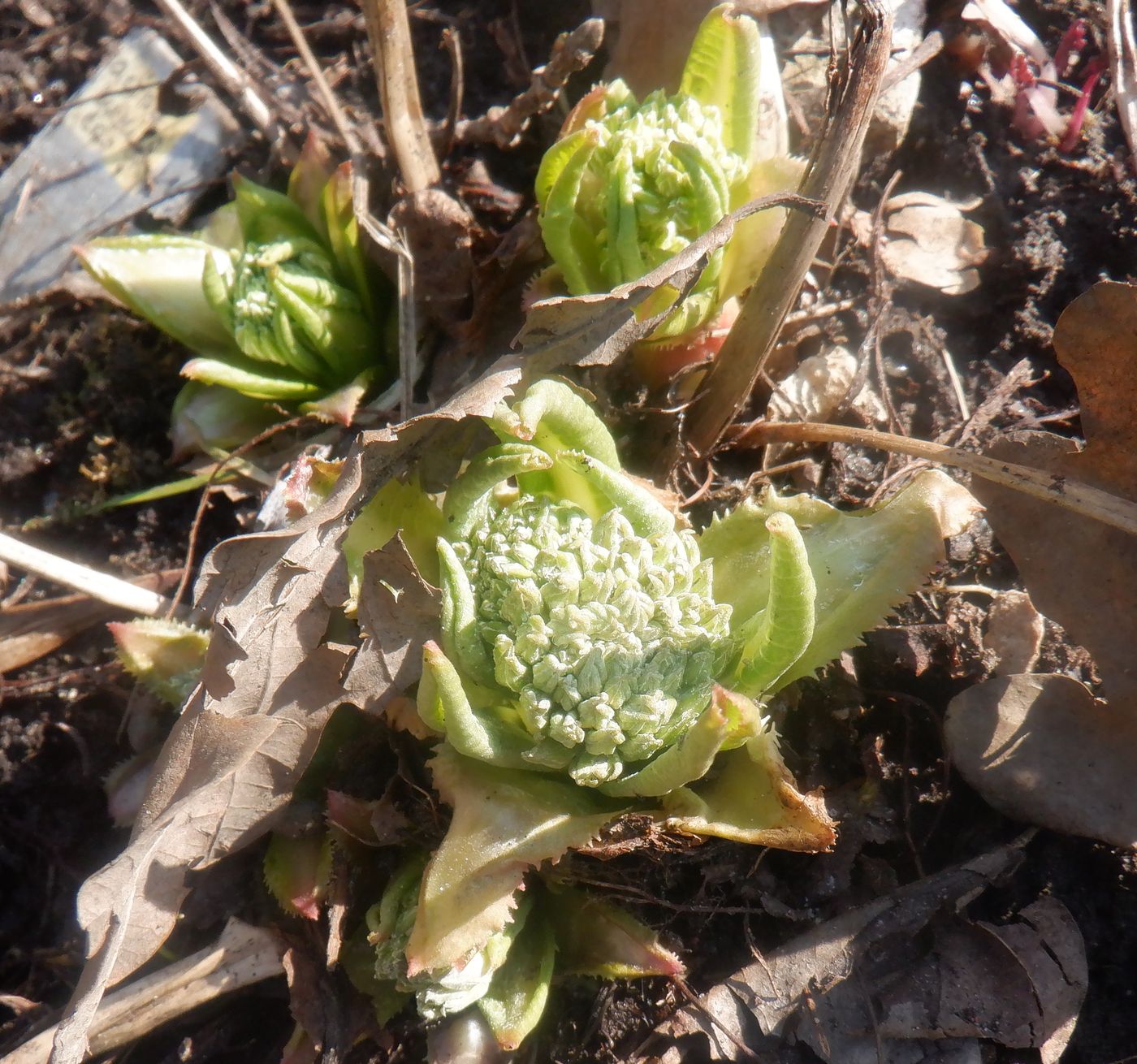 Image of Primula denticulata specimen.