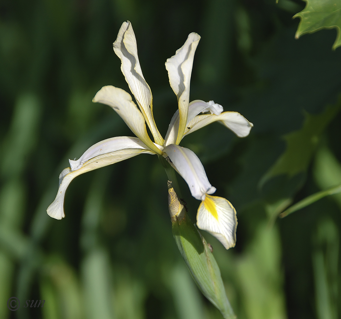 Изображение особи Iris halophila.